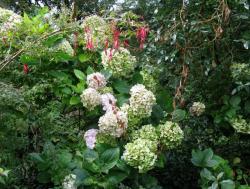 flowers with hydrangeas.JPG