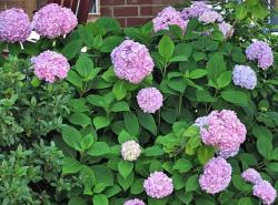 hydrangea flower balls in purplish pink'.JPG