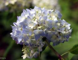 hydrangea flower in white and purple.JPG