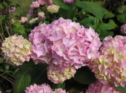 hydrangea flower petals.JPG
