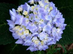 hydrangea flowers for weddings.JPG