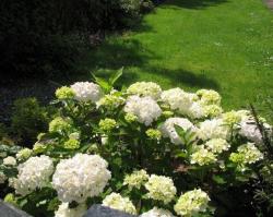 hydrangea flowers in white.JPG