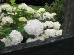 hydrangea flowers to decor in garden.JPG