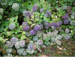 hydrangea flowers turning brown.JPG