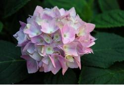 hydrangea wedding flower.JPG