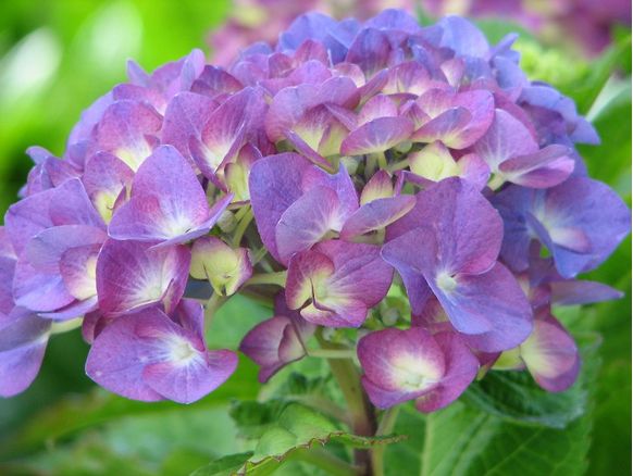 hydrangea wedding flower in two tones.JPG
