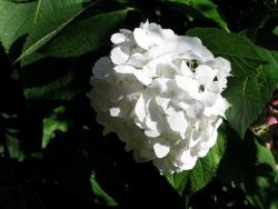 image of a hydrangea flower in white.JPG