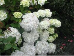 image of hydrangeas flower in white.JPG