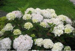 images of white hydrangea flower.JPG