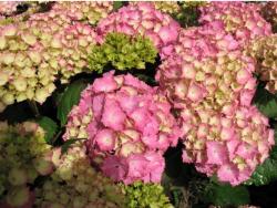 light greenish and pink hydrangea flowers.JPG