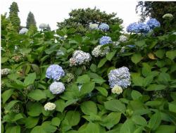 make hydrangea flowers.JPG