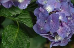 photos of purple hydrangea like flowers.JPG