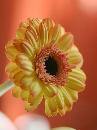 photo of daisy flower in orange and yellow.jpg