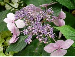 picture of a young pink hydrangea flower.JPG