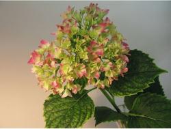 Picture of of flowers hydrangea in two toned.JPG