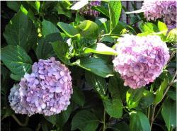pictures of hydrangea flowers in dark and light purple.JPG