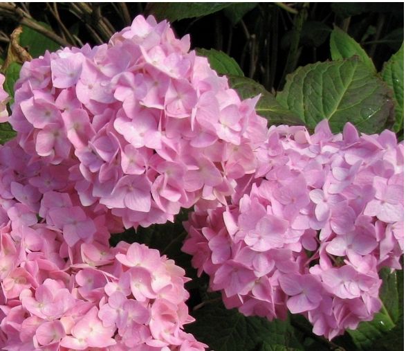 pink hydrangea flower pic.JPG