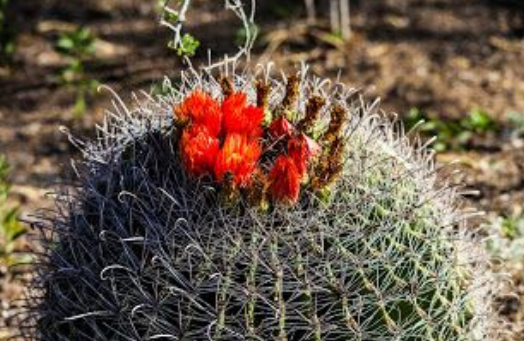 Red cactus flowers pictures.PNG