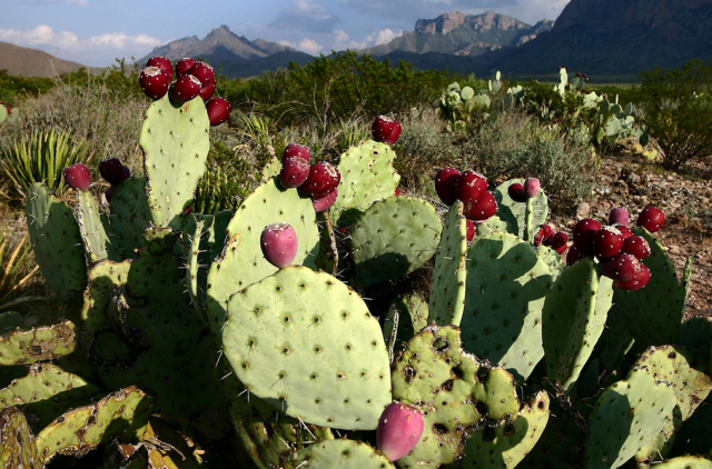 Red prickly pear cactus images.PNG