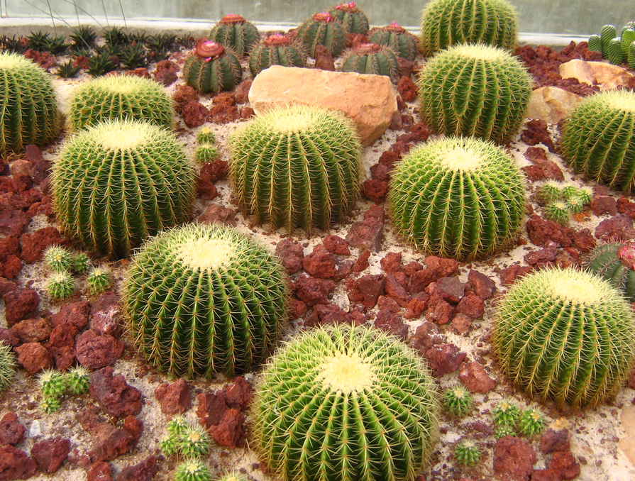 Round cactus pictures.PNG