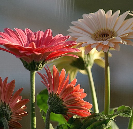 photo of daisies.jpg