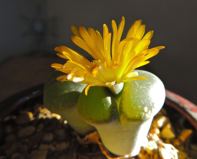 Scottsdale with yellow cactus flowers_small cactus photos.PNG