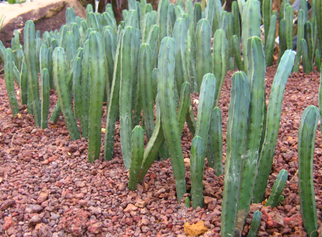 Skinny tall cactus images.PNG