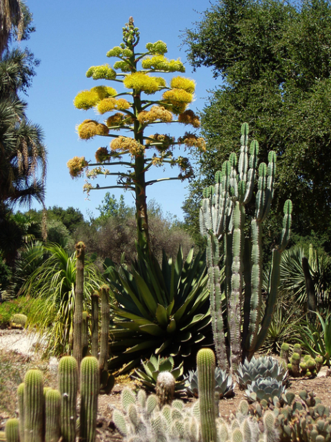 Small to tall cactus plants photos.PNG