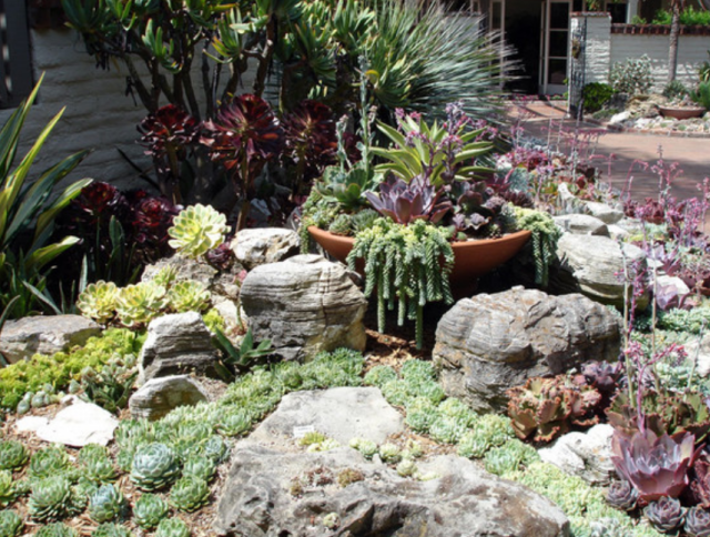 Spring cactus plants.PNG
