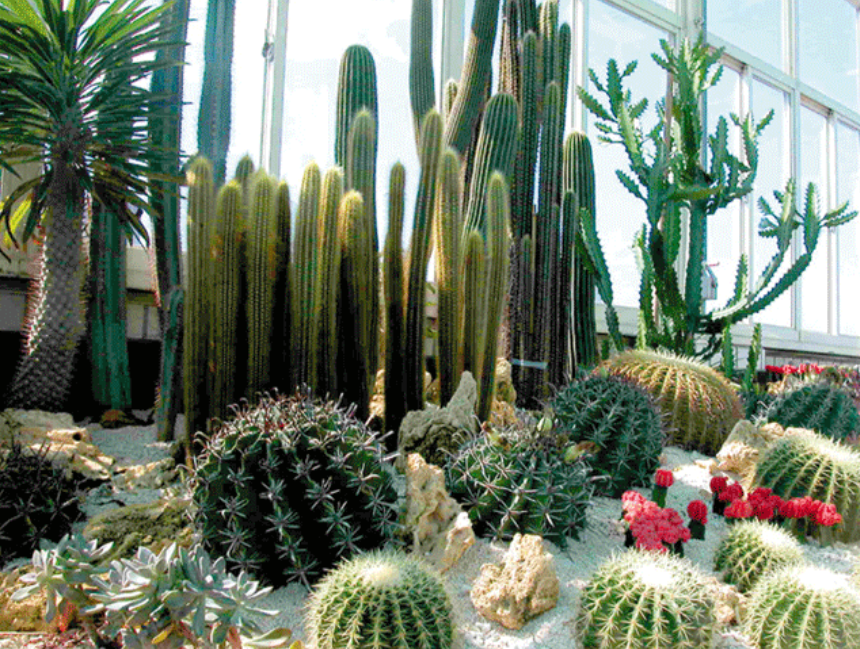 Spring flowering cactus pictures.PNG