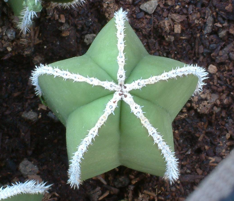 Star shaped cactus pictures.PNG