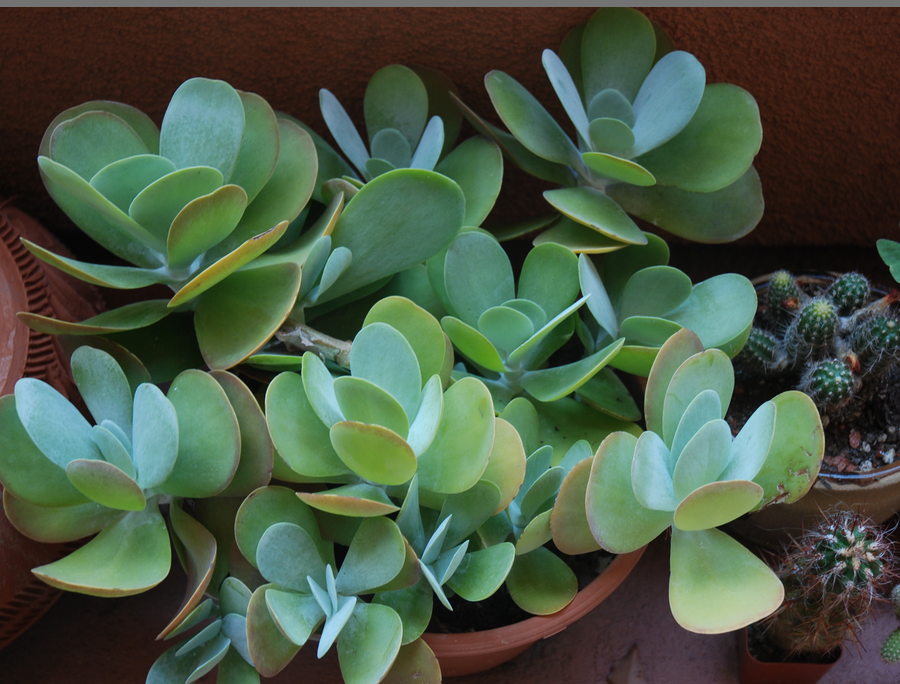 Succulent plants pictures.PNG