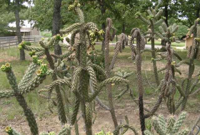 Walking cactus plants pictures.PNG