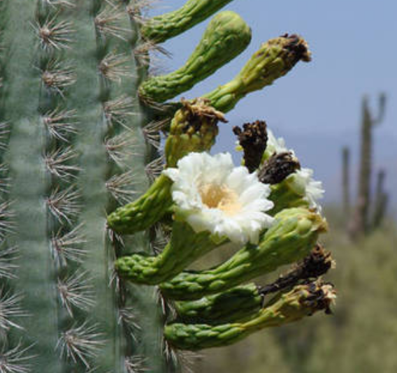 White cactus flowers phoenix.PNG