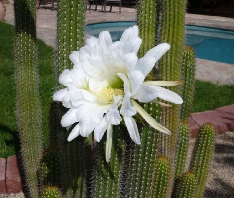 White flowers cactus with big flower.PNG