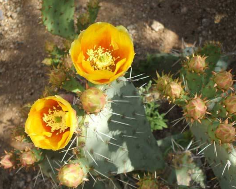 Yellow cactus flowers phoenix photos.PNG