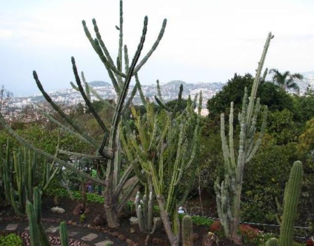 Public garden cactus photos.PNG