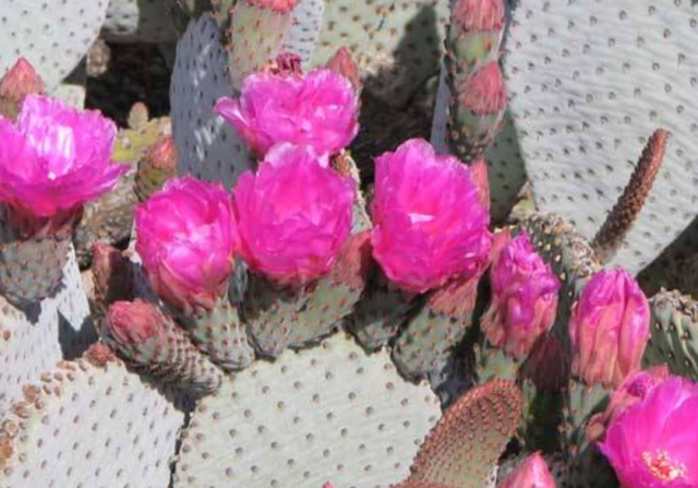 Purple cactus flowers phoenix pictures.PNG
