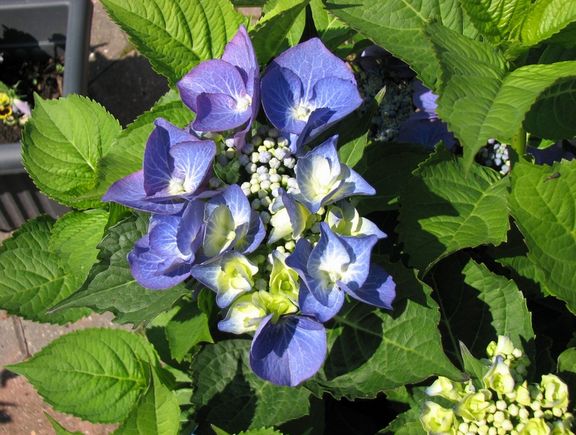 Young hydrangea flowers picutre.JPG