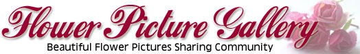 Flowers Pictures Gallery Logo